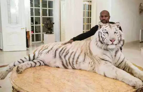 Floyd Mayweather Poses With His Huge Pet Tiger (Pictured)